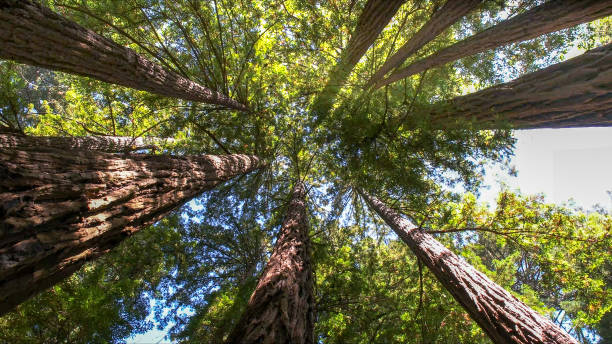 How Our Tree Care Process Works  in  Denver, NC