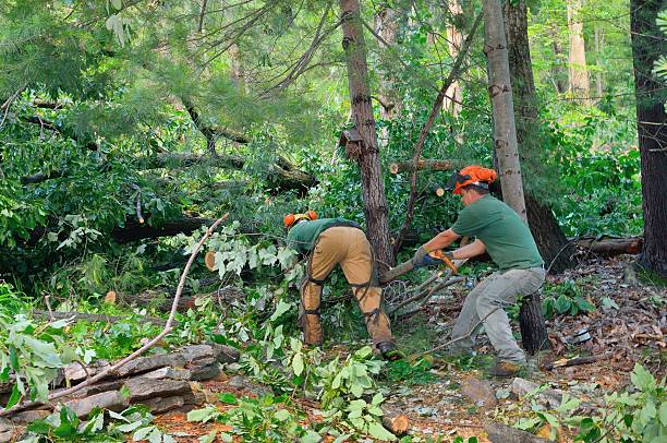 Best Utility Line Clearance  in Denver, NC