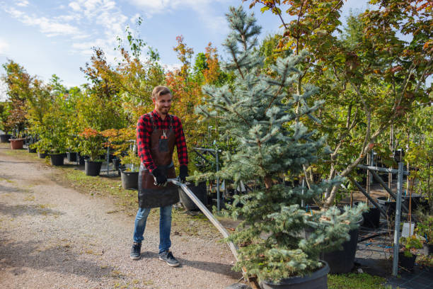 Best Emergency Tree Removal  in Denver, NC